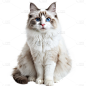 通用-写实长毛猫贴纸 动物系列