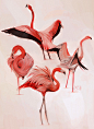 flamingo, Lois van Baarle : I like flamingos because they are majestic and awkward at the same time. So of course I had to make some studies of them.