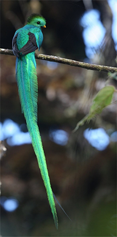 贰丫丫采集到奇幻生物