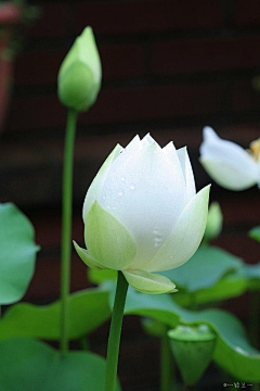 雨中的背影采集到那些花儿