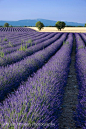 Lavender Fields Forever