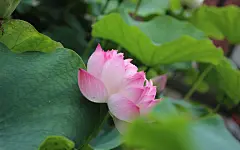 好看的荷花唯美高清桌面壁纸图片