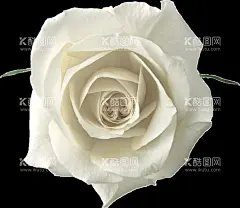  玫瑰花素材  - 源文件下载【酷图网】白玫瑰,红玫瑰,蓝玫瑰,玫瑰,鲜花,花束,爱情,庆祝,鲜艳,装饰,设计,礼物,节日,母亲节,情人节,女朋友,爱人,花瓣,植物,浪漫,春天,夏天,壁纸,玫瑰花,素材,花卉背景,摄影,生物世界,花草,手绘鲜花,手绘花朵,花,花朵,花卉,绿植,花草树木,盆栽,绿叶,绿草,树叶,免扣素材,