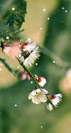 植物花卉壁纸