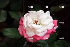 玫瑰 花 玫瑰绽放 白红玫瑰 花瓣 玫瑰花瓣 花壁纸 盛开