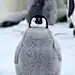 啊霄霄啊
