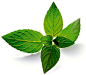 peppermint 胡椒薄荷 拉丁名：Mentha piperita
 #香草##薄荷##胡椒薄荷##薄荷茶##香草茶#