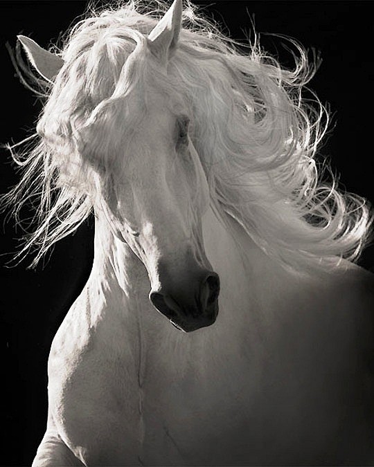 White horse mane