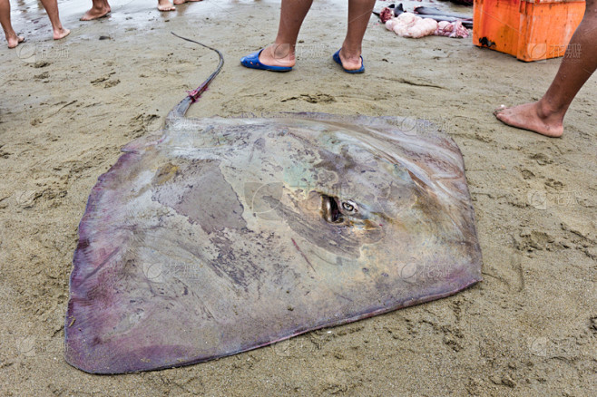 海滩,魟鱼,厄瓜多尔,水平画幅,死的,有毒生物体,捕捞鱼,pectoral fin,户外,魟