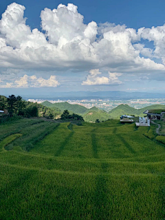 Zhou先笙采集到C-茶园