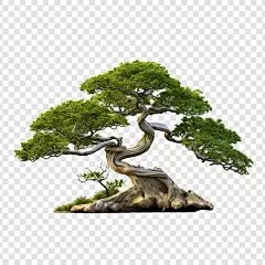 隔离在透明背景上的盆景树