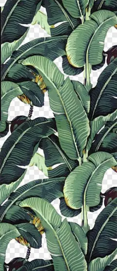 手绘正反面芭蕉叶背景其他PNG图片➤来自 PNG搜索网 pngss.com 免费免扣png素材下载！