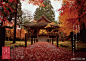 最美是深秋 | 京都红叶 。