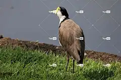 蒙面 幼雏 水 黑色的 壁纸4K Mac壁纸 高清壁纸 自由背景