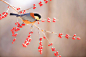 【图片2】初冬 果鸟图--蜂鸟论坛照片套图 #鸟类#