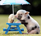 O、猪、迷你、动物、伞