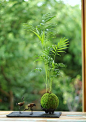 苔藓丨微景观 ​​​​