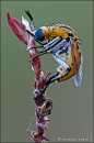adult Gongylus Gongyloides : Adult male Gongylus Gongyloides (Violin/Indian rose mantis) Care sheet