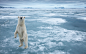 非凡的极地之美：北极风光壁纸、挪威的北极熊、Polar Bear, Nordauslandet, Svalbard, Norway, 斯瓦尔巴特群岛