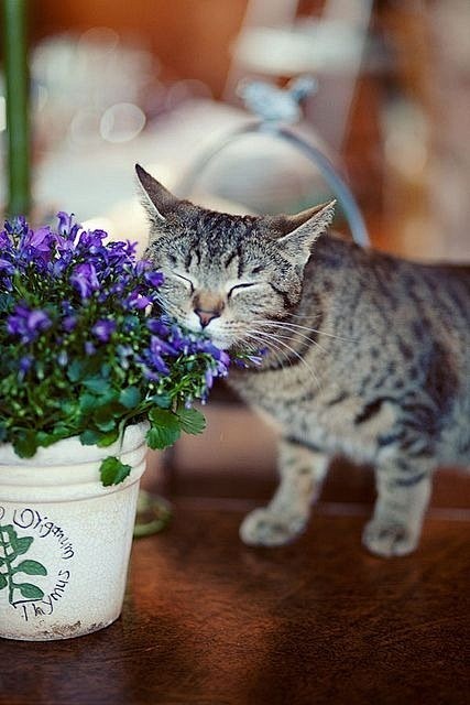 有猫有花的日子。