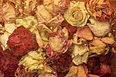 玫瑰,干的,背景,壁纸,水平画幅,无人,红色,花蕾,黄色,复古风格