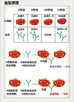 Yeagle采集到医学