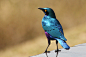 #吸啾# 蓝耳丽椋鸟------耀眼迷离的金属蓝... 来自黎黎的金鸟笼 - 微博