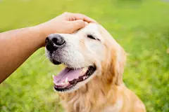 点击来源直接获取大图文件 |Golden Retriever dog smiles enjoying being caressed by her owner