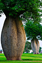 瓶子树，原产南美的纺锤树Cavanillesia-arborela，别名也叫瓶子树、酒瓶树、佛肚树、萝卜树，属木棉科，外形与本植物相似，是不同植物在类似生态环境上相同适应造成的。
纺锤树生长在 南美洲的巴西高原上，远远望去很像一个个巨型的纺锤插在地里。纺锤树有30米高，两头尖细，中间膨大，最粗的地方直径可达5米，里面贮水约有2吨。
纺锤树和 旅人蕉一样，可以为荒漠上的旅行者提供水源。人们只要在树上挖个小孔，清新解渴的“饮料”便可源源不断地流出来，解决人们在茫茫沙海中缺水之急。这种树到了 雨季，在高高的树顶