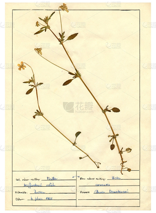 扫描植物标本室床单-草药和鲜花