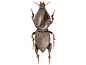 走进奇妙的甲虫世界：占地球四分之一动物物种 : 走进奇妙的甲虫世界：占地球四分之一动物物种。