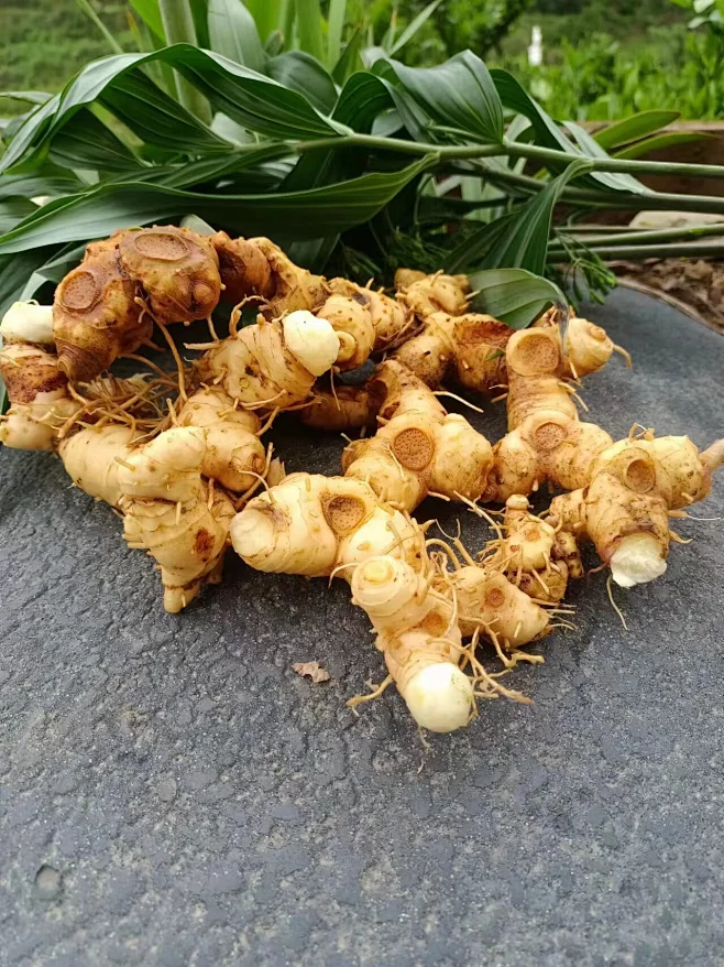 滇黄精的搜索结果_360图片-花瓣网
