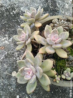 露游子采集到植物