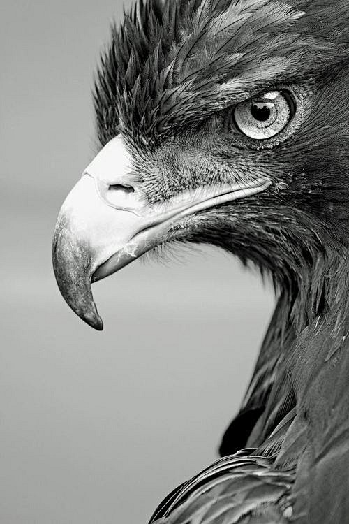 Golden Eagle    phot...