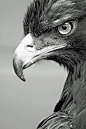 Golden Eagle photo by Alan Hinchliffe