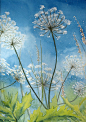 Cow Parsley