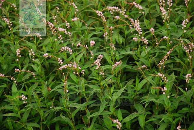 polygonumjaponicum蚕茧草