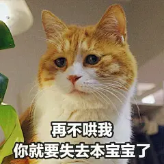 最好看的橘猫长什么样？ - 知乎 : 猫日啊瞧瞧这张忧国忧民的大饼脸，啧啧，多惹人怜爱啊！昨天刚知道它的名字，行走的表情包猫猫。微博热搜…