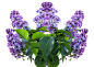 紫丁香, 春天, 丁香花, 丁香树, 紫色的小花, 灌木, 紫色的, 开花