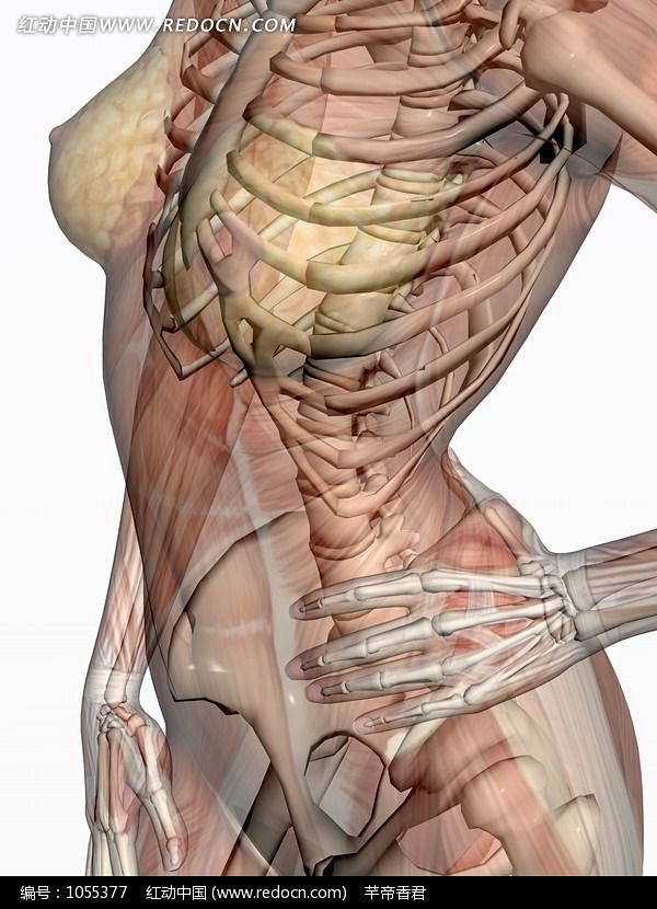 左手撑腰的女性左侧肌肉骨骼结构图图片