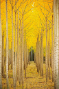 Birch trees in the fall: 