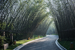 彗心呀采集到竹子景观