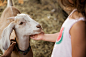 Caucasian girl petting goat on farm by Gable Denims on 500px