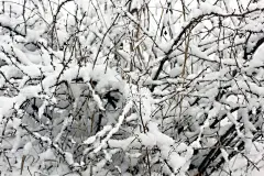 树枝在雪地里。冬天
