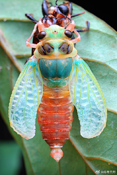 贝利亚小丑采集到Insects