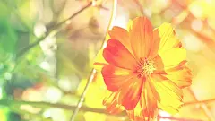 唯美自然鲜花合集电脑屏幕桌面壁纸2