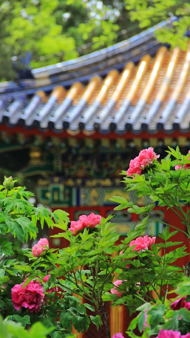 唯有牡丹真国色，花开时节动京城。