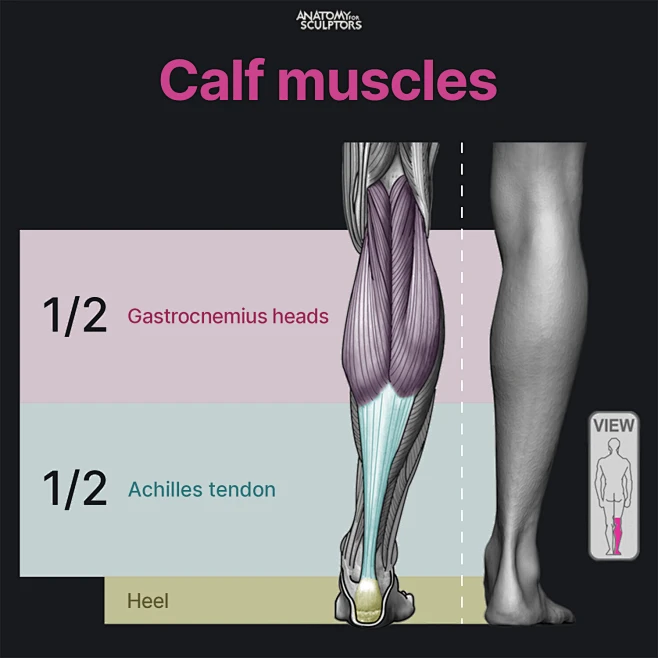 Gastrocnemius muscle-花瓣网