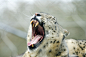 Snow leopard teeth and tongue showing | Flickr – 相片分享！