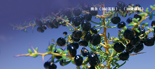 黑枸杞